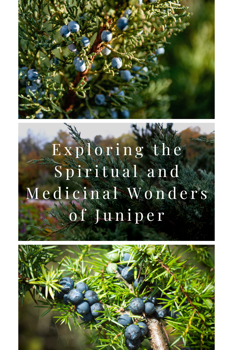 Exploring the Spiritual and Medicinal Wonders of Juniper